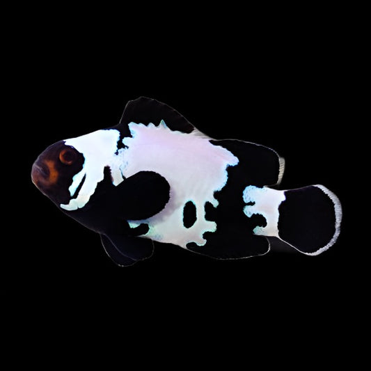 Phantom Ocellaris (Clownfish)