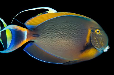 Acanthurus bariene (Bariene Tang) Large