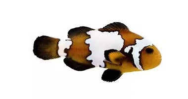 Premium Blacker Ice Ocellaris (Clownfish)