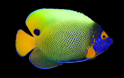 Pomacanthus xanthometopon (Blueface Angelfish)