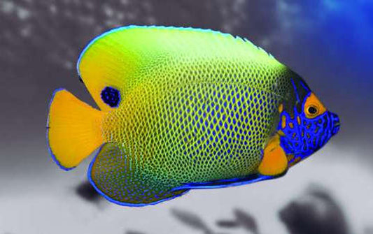 Pomacanthus xanthometopon (Blueface Angelfish)