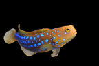 Opistognathus rosenblatti (Blue Spot Jawfish)