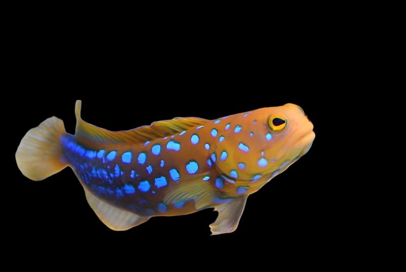 Opistognathus rosenblatti (Blue Spot Jawfish)