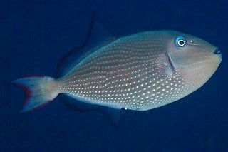 Xanthichthys auromarginatus (Blue Throat Triggerfish) Femelle