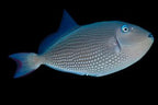 Xanthichthys auromarginatus (Blue Throat Triggerfish) Femelle