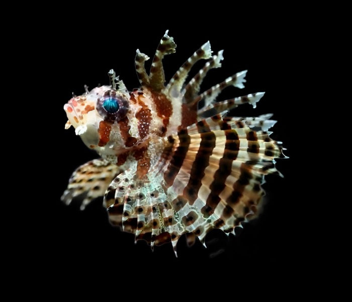 Dendrochirus brachypterus (Fuzzy Dwarf Lionfish) Small