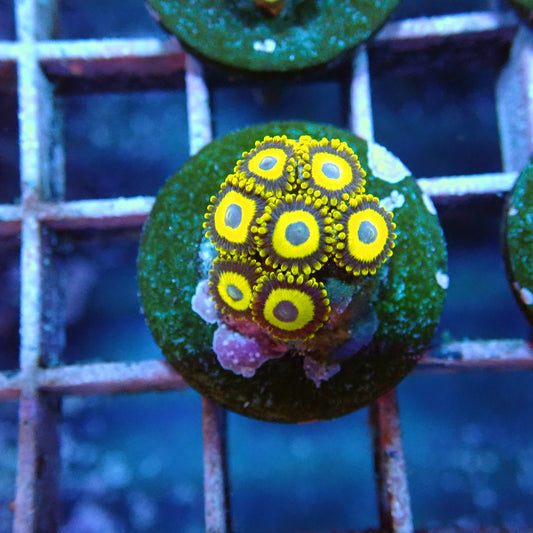 Blue eyed Blonde Bitch Zoanthids Frags