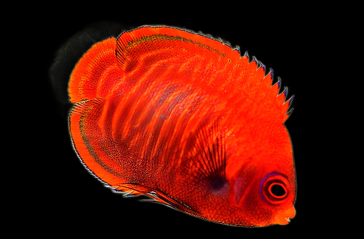 Centropyge aurantia (Golden Angel)