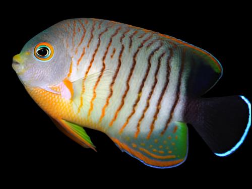 Centropyge eibli (Eibl's Angelfish) Large