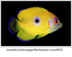 Centropyge Flavissima ( Lemon Peel Blue Spot ) Juvenile