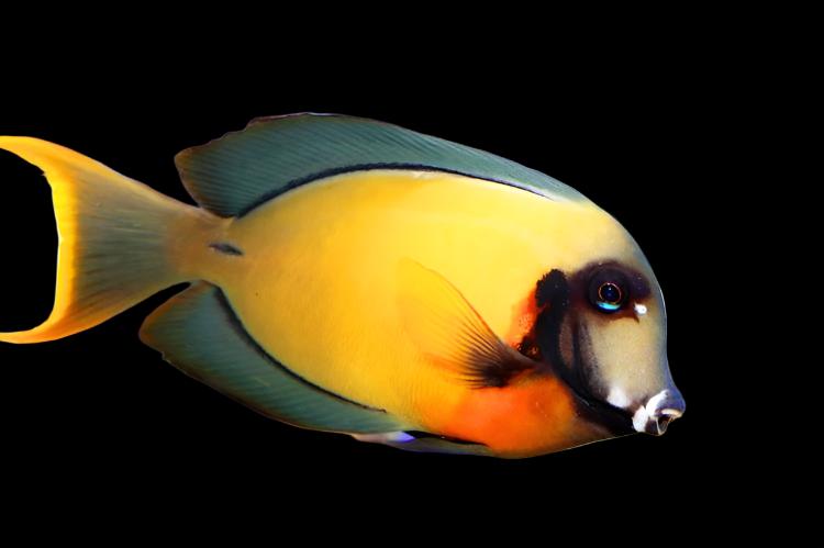 Acanthurus pyroferus (Chocolate Tang) Large