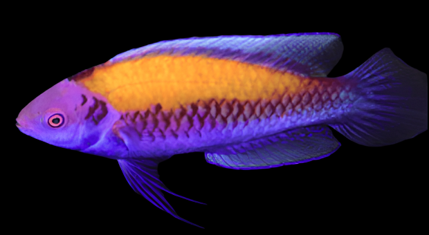 Cirrhilabrus aurantidorsalis (Orange-Back Fairy Wrasse) Male