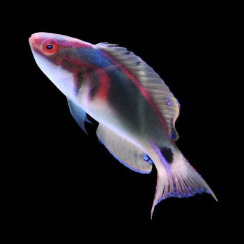 Cirrhilabrus exquisitus (Exquisite Fairy Wrasse) sri lanka