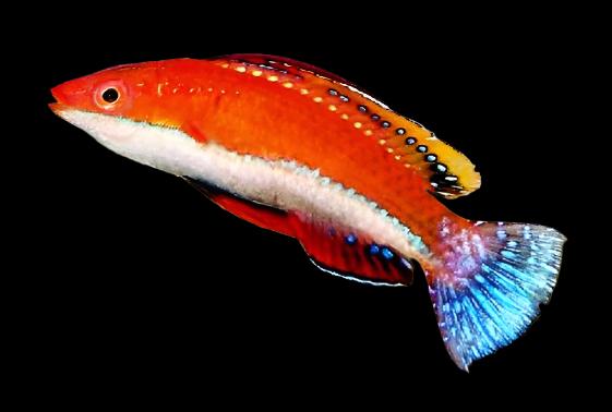 Cirrhilabrus Rubriventralis (Red-Fin Fairy Wrasse)