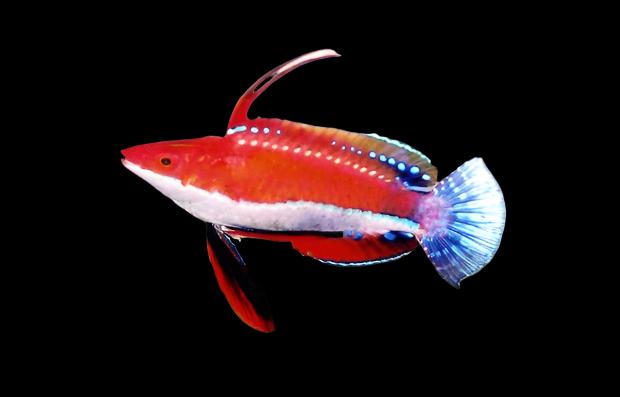 Cirrhilabrus Rubriventralis (Red-Fin Fairy Wrasse)