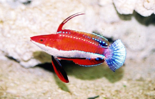 Red-Fin Fairy Wrasse