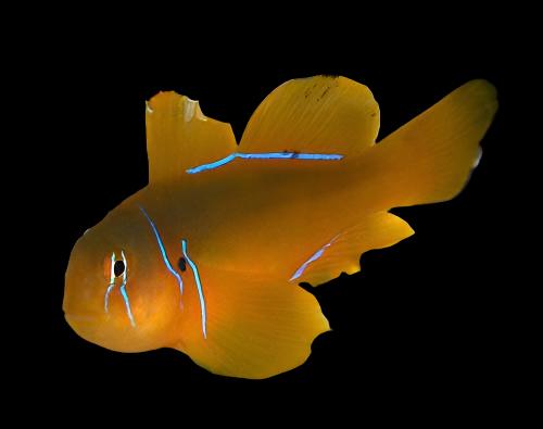 Gobiodon citrinus (Citron Clown Goby)
