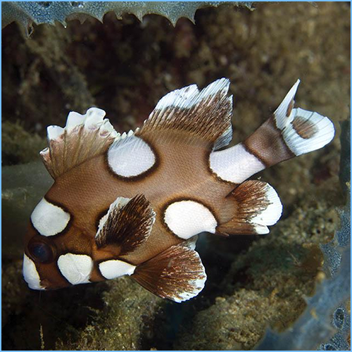 Plectorhinchus chaetodonoides (Spotted Sweetlips) Large 4.6-5.5 inches
