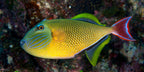 Balistoides conspicilium (Clown Triggerfish)