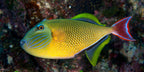 Xanthichthys mento (Crosshatch triggerfish)