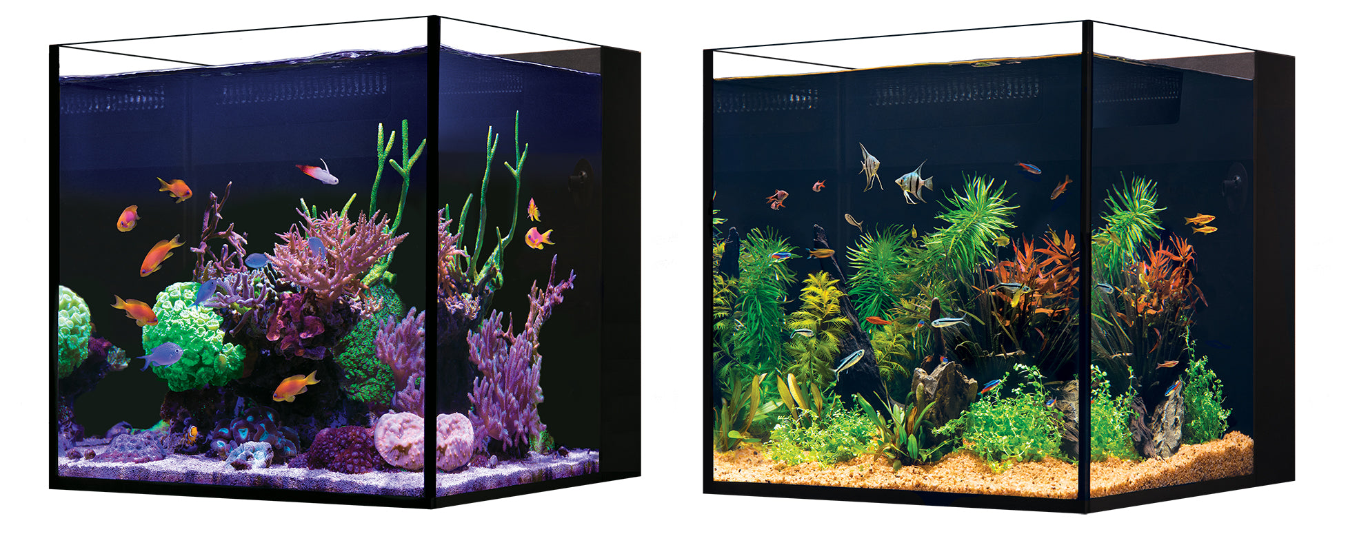 Red Sea DESKTOP Cube – Aquarium NANO Tout-en-Un