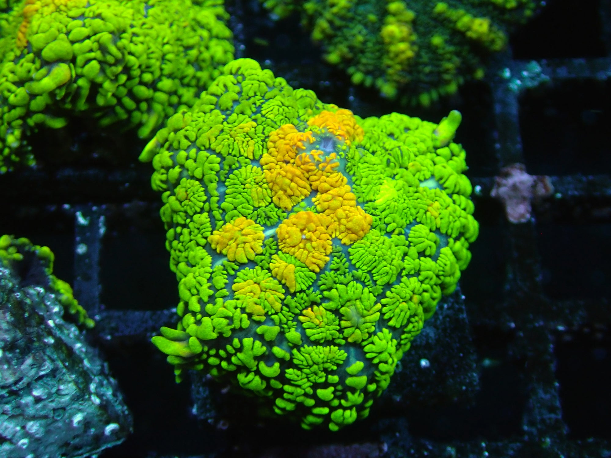 Orange Mouthed Green Rhodactis Mushroom