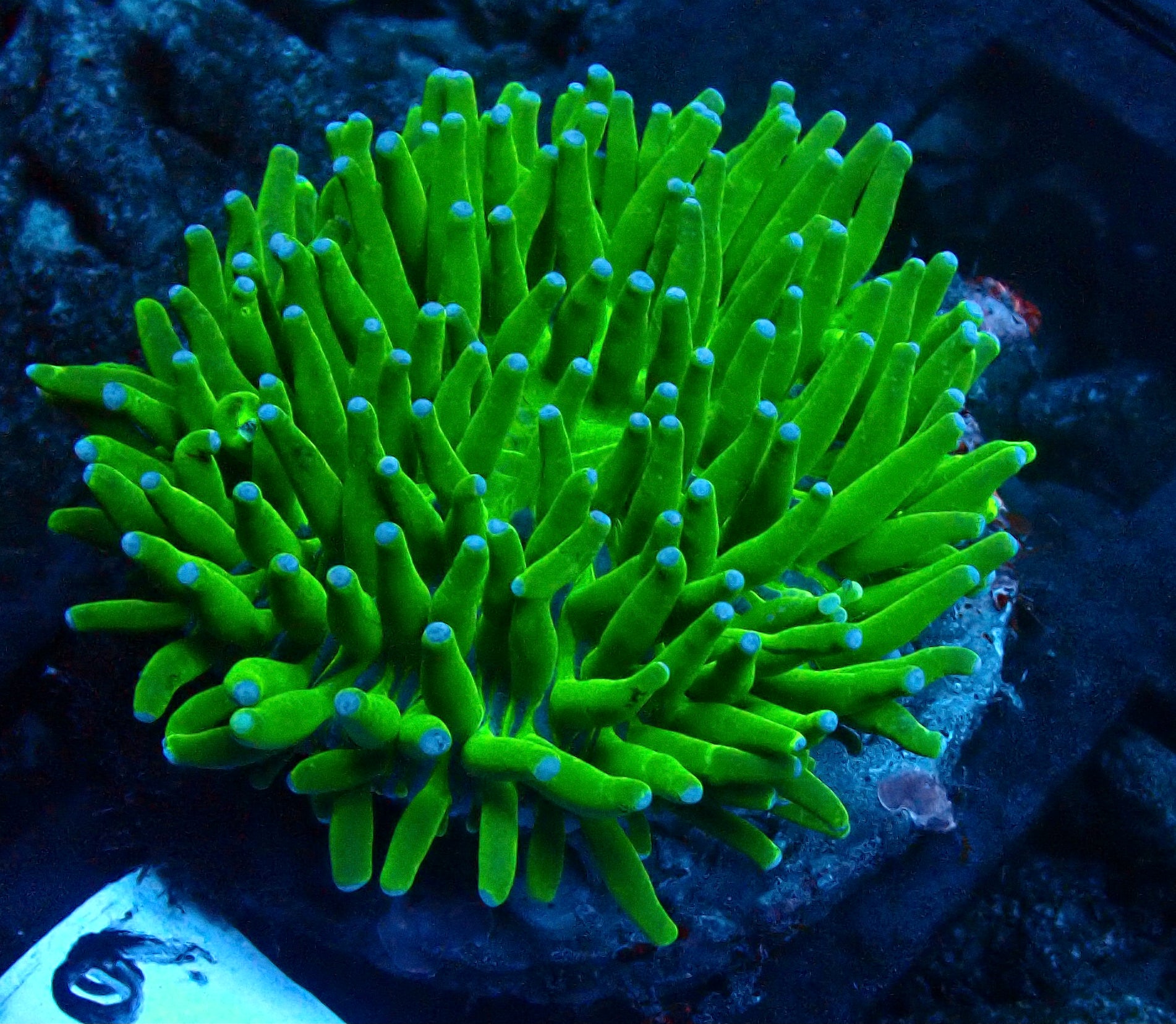Heliofungia Green