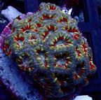 Acanthastrea