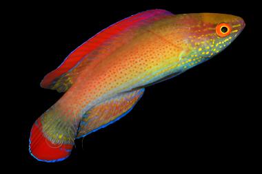 Cirrhilabrus rubrimarginatus (Red Margin Fairy Wrasse) Male