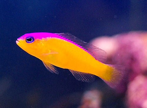 Pseudochromis diadema (Purple Stripe Dottyback)
