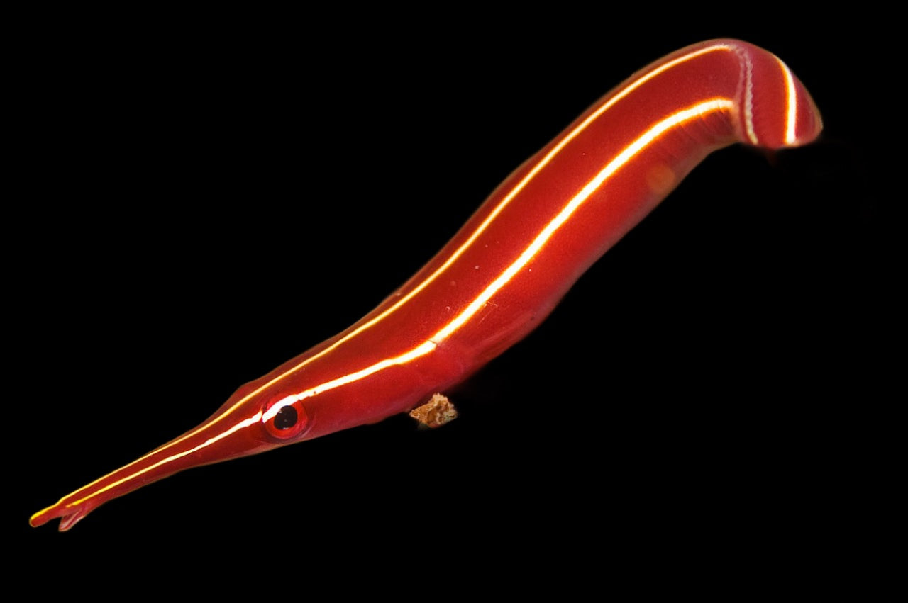 Diademichthys lineatus (Purple stripe Clingfish)
