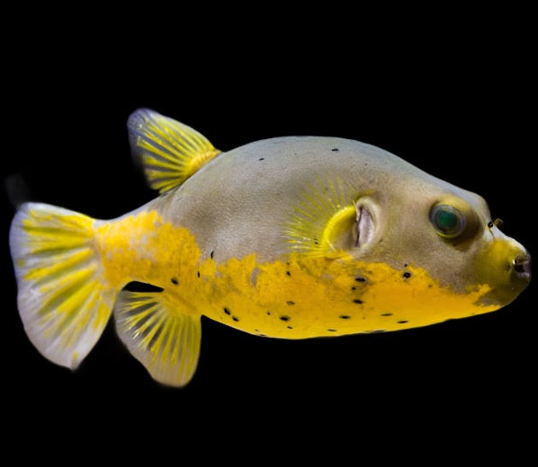 Dog Face Puffer Yellow belly