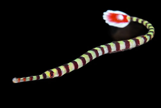 Dunckerocampus dactyliophorus (Banded Pipefish)
