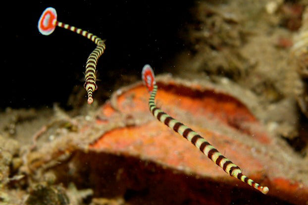 Dunckerocampus dactyliophorus (Banded Pipefish)