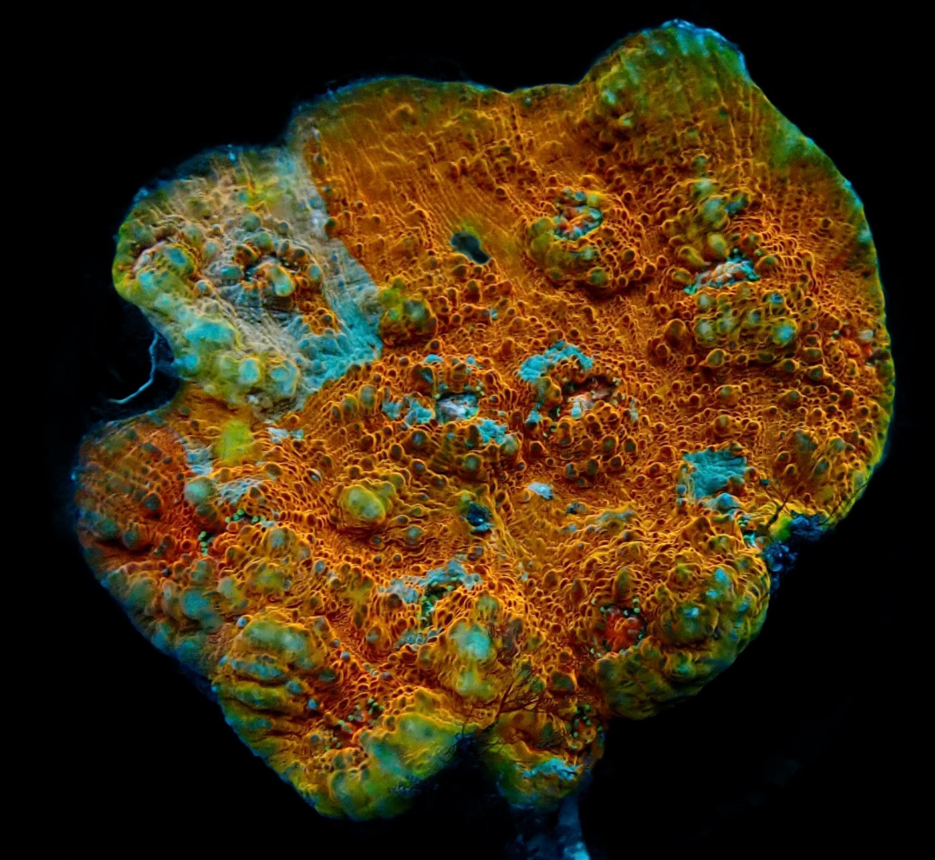 Echinophyllia ( Chalice Multicolor )