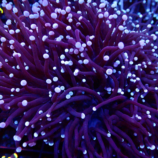 Purple Rain Torch par tête