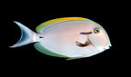 Epaulette Surgeonfish ( Black shoulder tang )