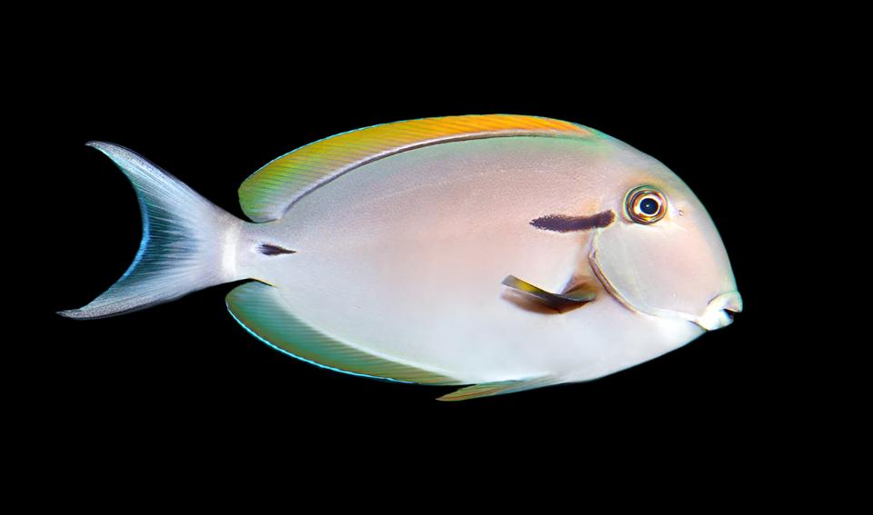 Epaulette Surgeonfish ( Black shoulder tang )