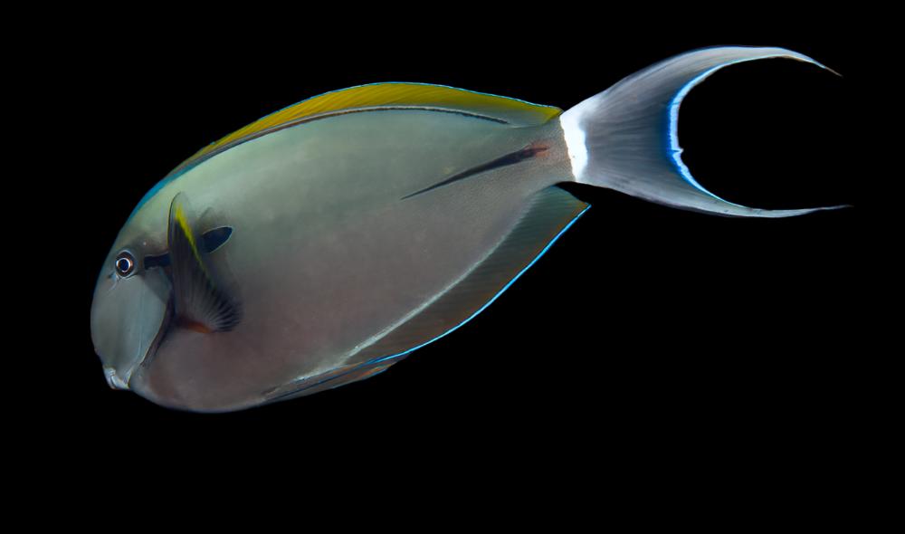Epaulette Surgeonfish ( Black shoulder tang )