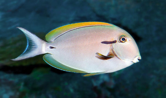 Epaulette Surgeonfish ( Black shoulder tang )