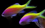 Pseudanthias evansi (Evansi Anthias) Male