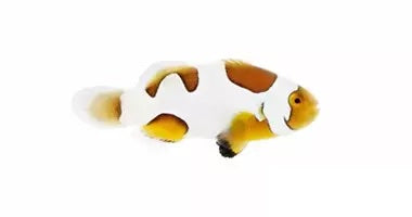 Picasso Ocellaris (Clownfish)