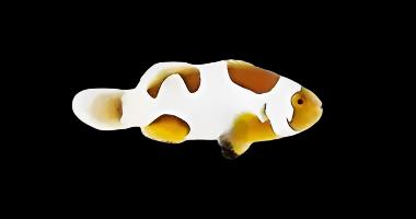 Picasso Ocellaris (Clownfish)