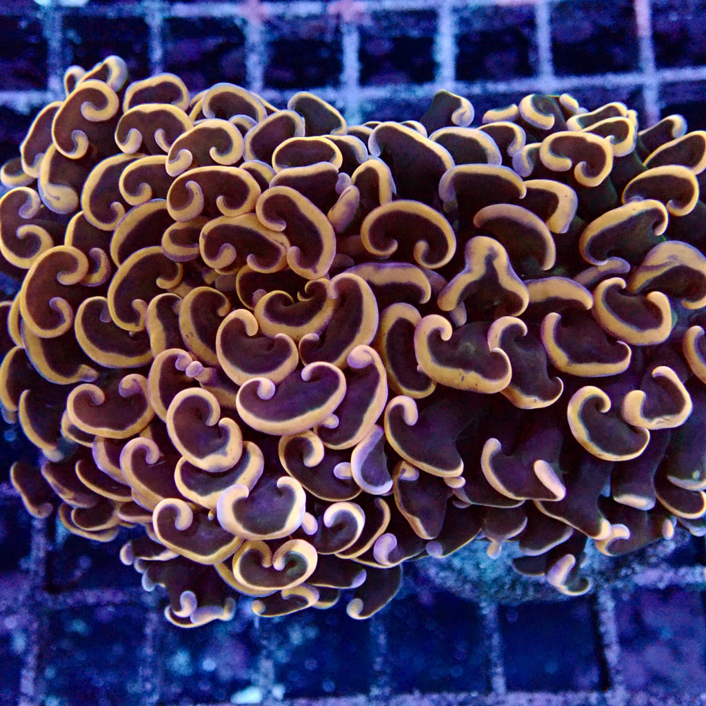 Gold tip wall Hammer