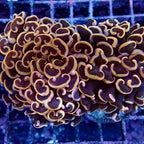 Gold tip wall Hammer