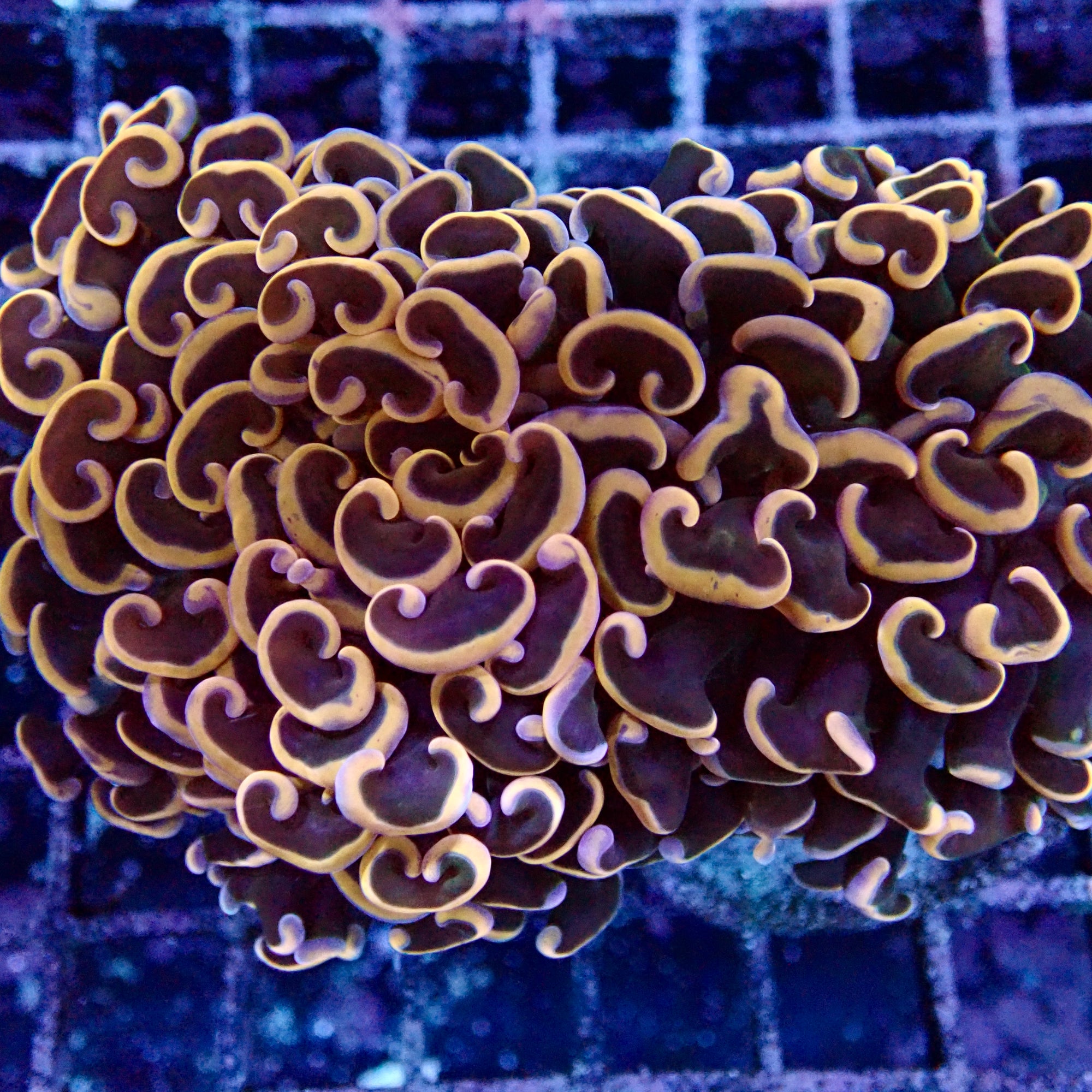 Gold tip wall Hammer