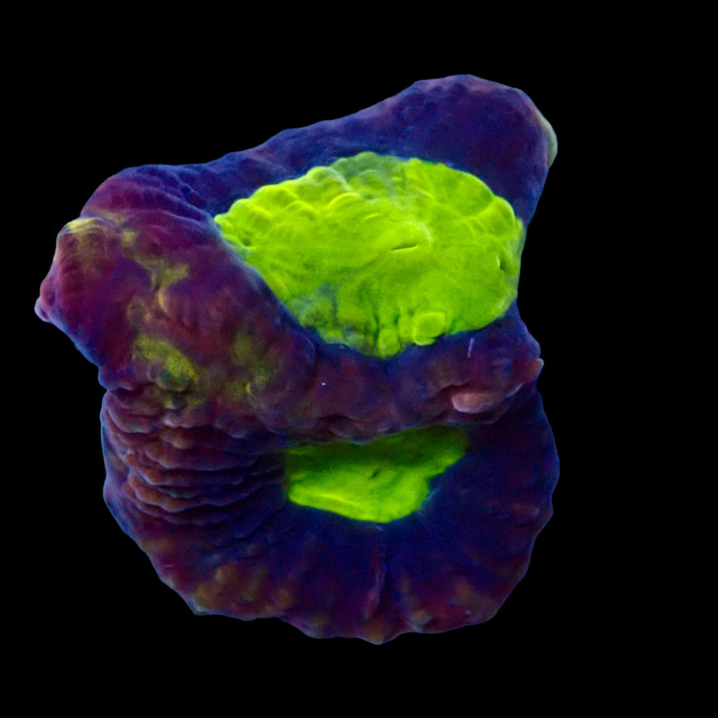 Dragon Soul Favia Frag