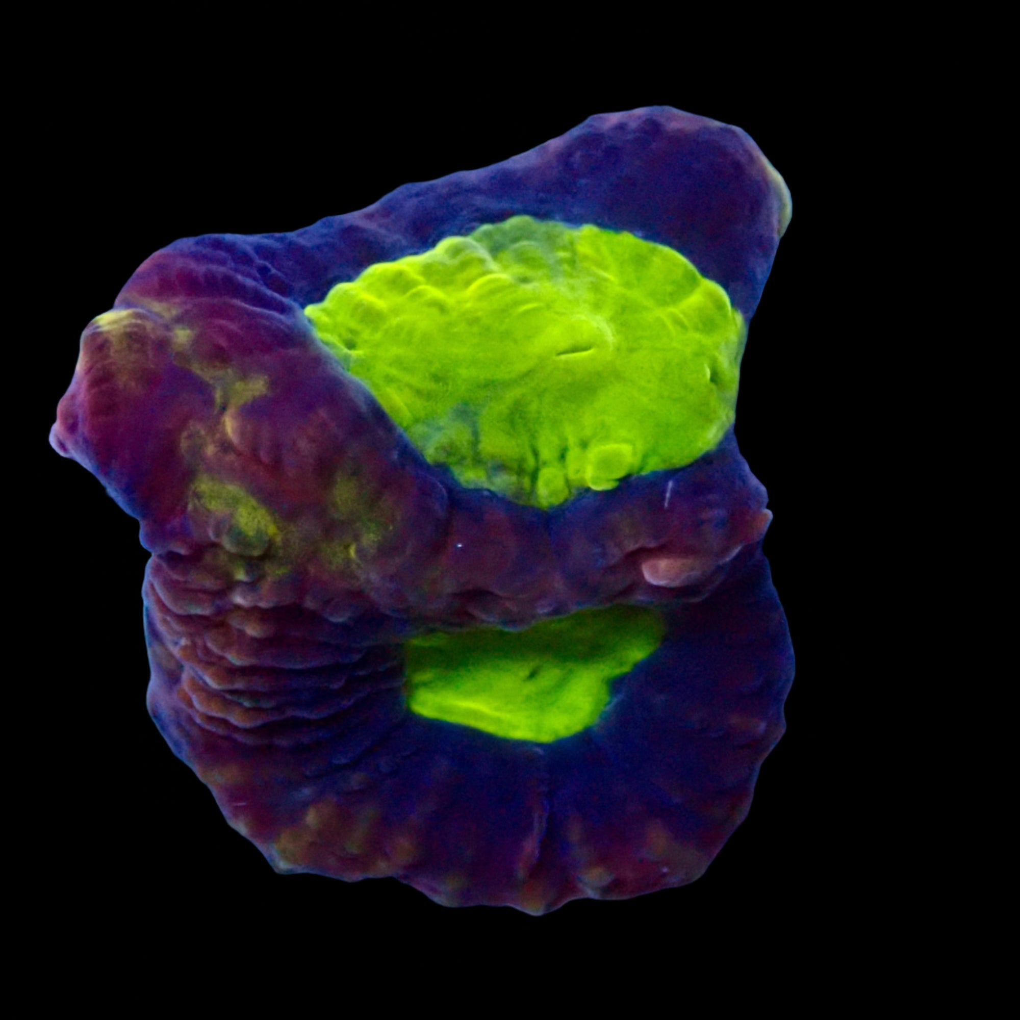 Dragon Soul Favia Frag