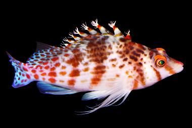 Cirrhitichthys falco (Falco Hawkfish)