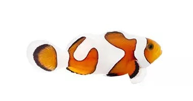 Gladiator Ocellaris (Clownfish) (Davinci) Grade A